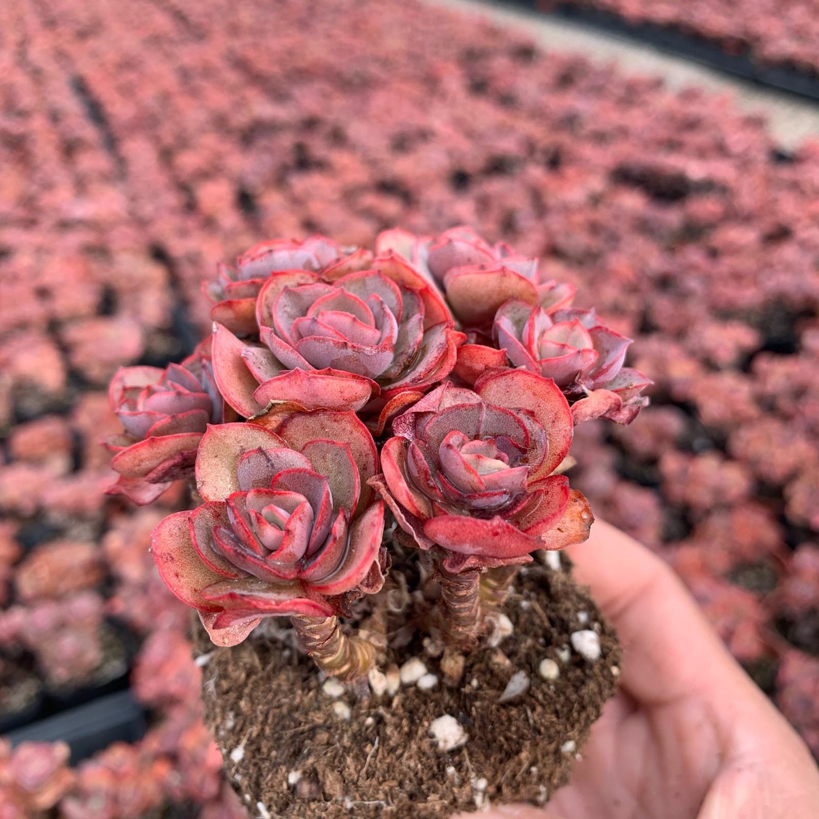 多肉秀妍养殖方法