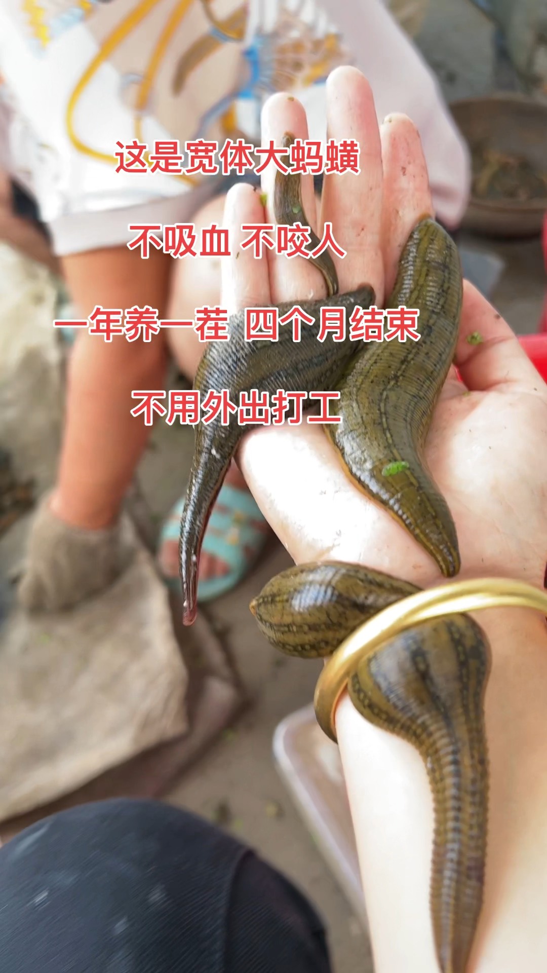 女人梦见蚂蝗什么寓意