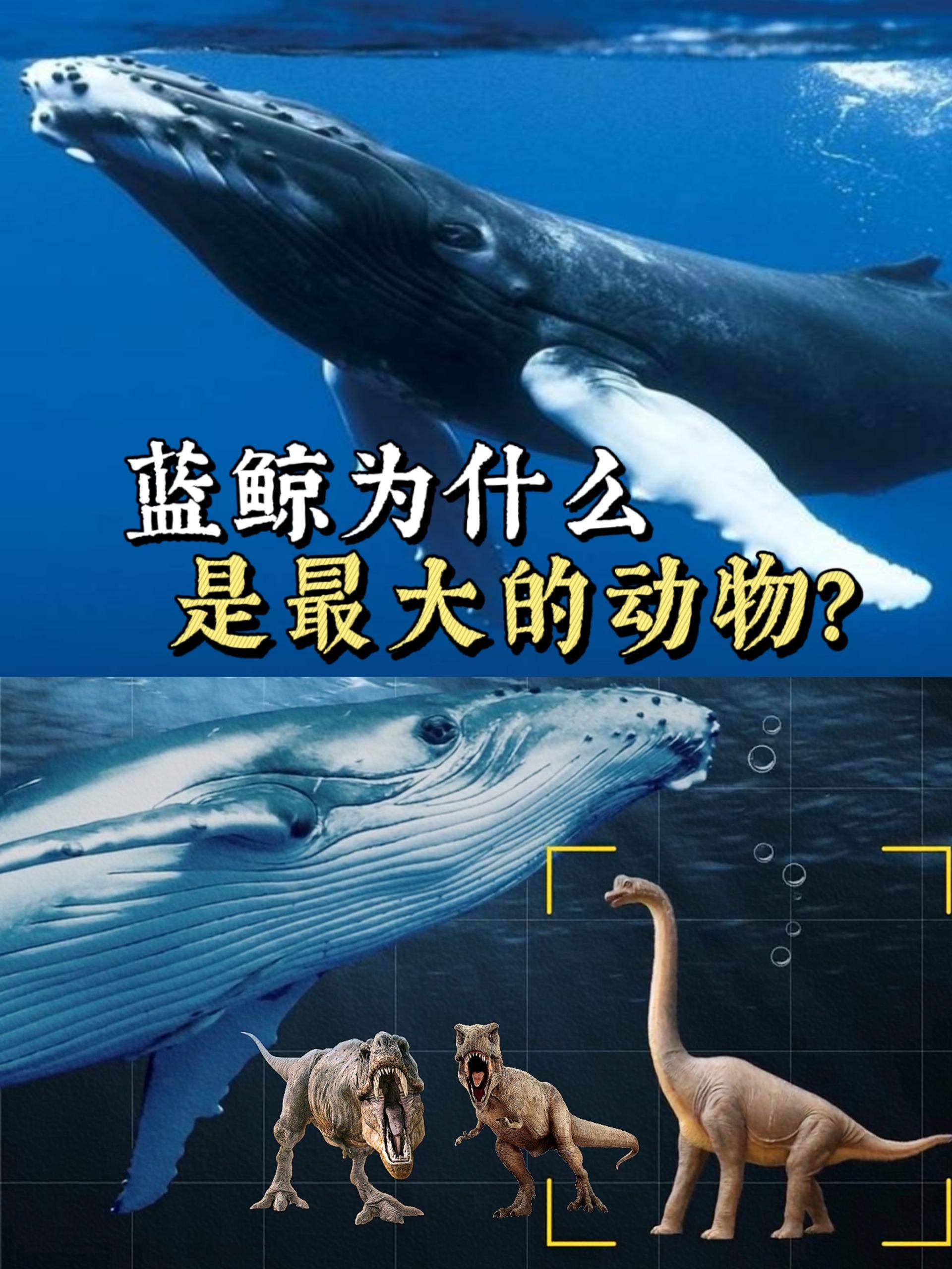 蓝鲸有多大？