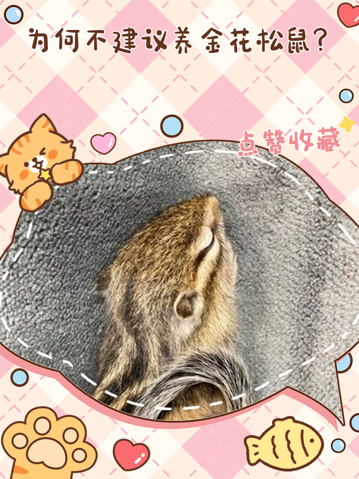 金花松鼠怎么养