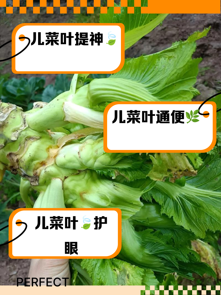儿菜的功效与作用